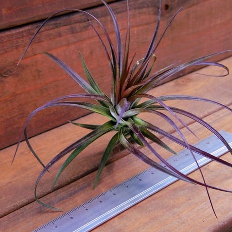 チランジア ／ テヌイフォリア アメシスト　(T.tenuifolia var. amethyst)
