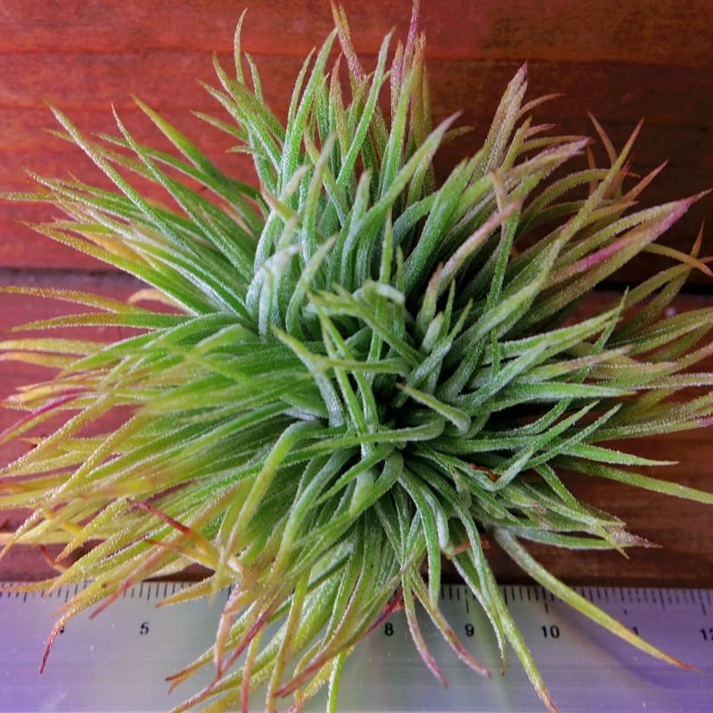 チランジア ／ イオナンタ モンストローズ (T.ionantha 'Monstrose')