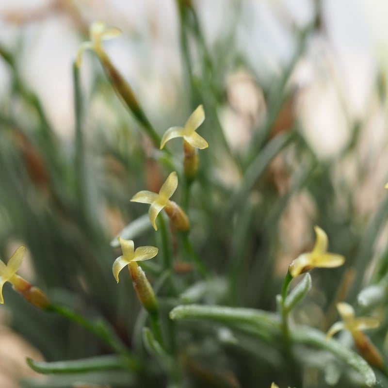 チランジア ／ カピラリス T-Type (T.capillaris) ☆CD01/Jul30