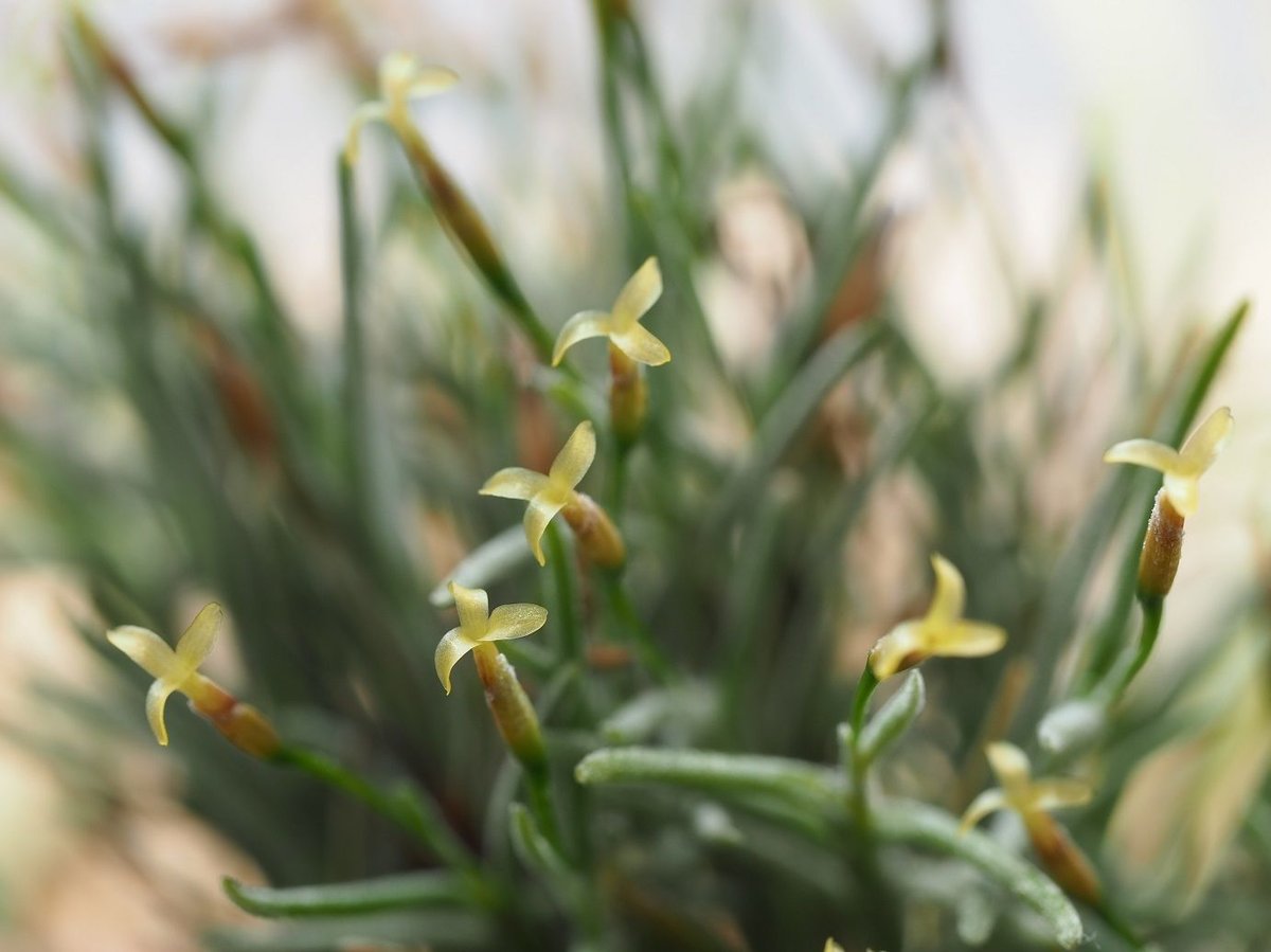 チランジア ／ カピラリス T-Type (T.capillaris) ☆CD01/Jul30