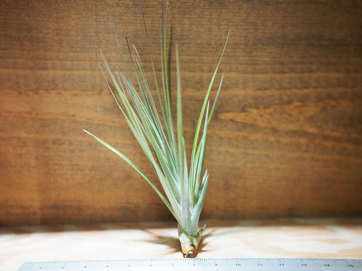 Tillandsia brenneri チランジア・ブレネリ 44640□エアプランツ