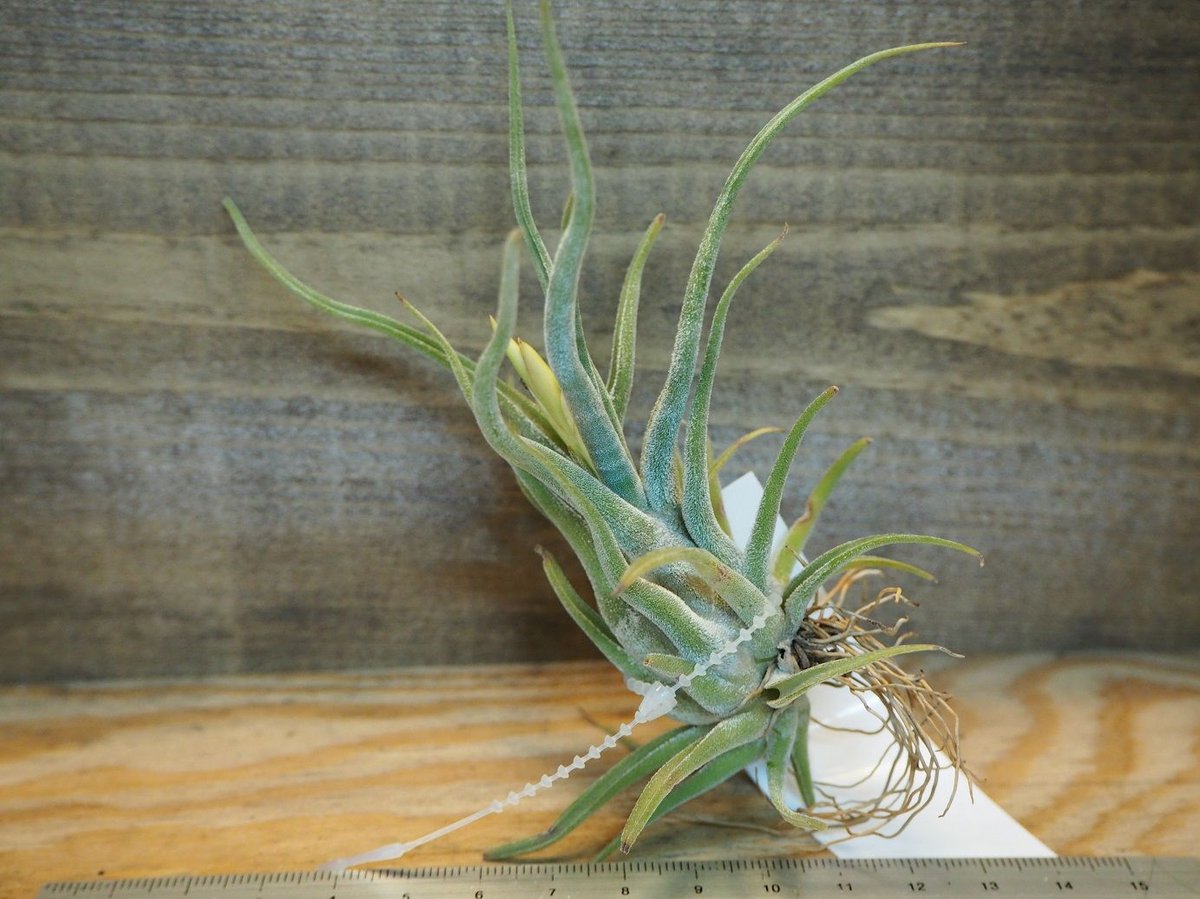 ブロメリア・エアープランツ T.caput-medusae 'Sonoran ' x T.'BC' ブロメリア・エアープランツ T.caput-medusae 'Sonoran ' x T