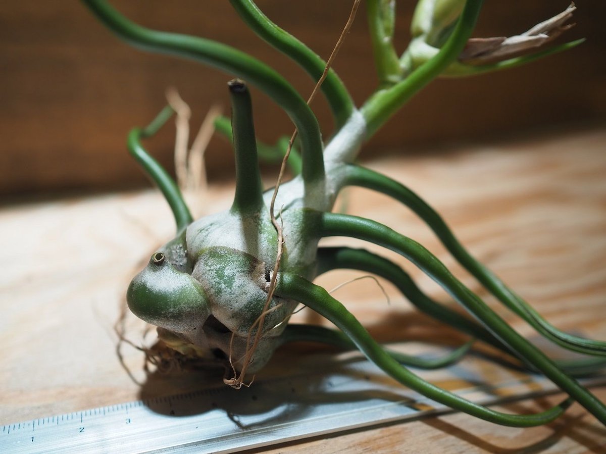 チランジア ／ ブルボーサ ホワイト ジャイアント 開花株 (T.bulbosa