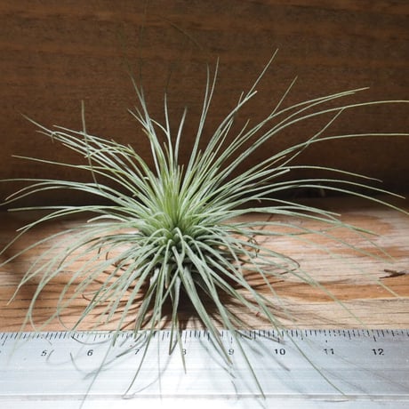 チランジア ／ フクシー グラシリス　(T.fuchsii var. gracilis)　★CD01/Feb05