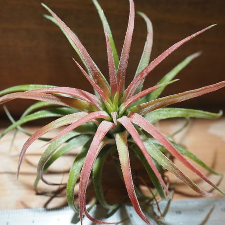 チランジア ／ イオナンタ ロン　(T.ionantha 'Ron') ★タイ農場　＊A01/Feb17-02
