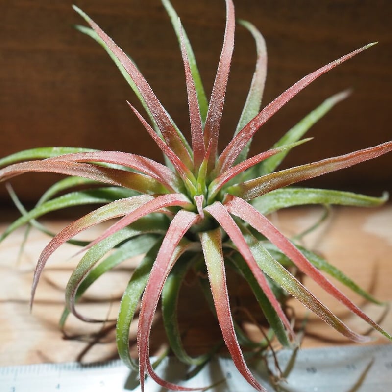 チランジア ／ イオナンタ ロン (T.ionantha 'Ron') ☆タイ農場 ＊A01/