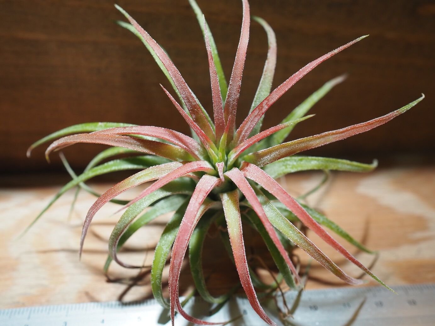 チランジア ／ イオナンタ ロン (T.ionantha 'Ron') ☆タイ農場 ＊A01/