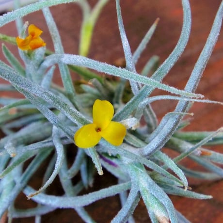 チランジア ／ クロカータ トリスティス　(T.crocata var. tristis)　★CD01/Apr17