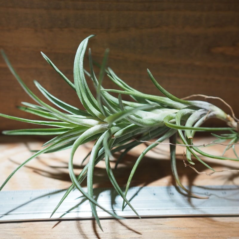 チランジア ／ ネグレクタ ジャイアント フォーム (T.neglecta 'Giant