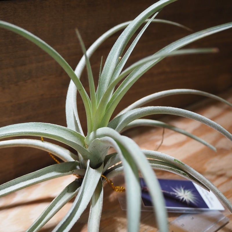 チランジア Aztec Flame