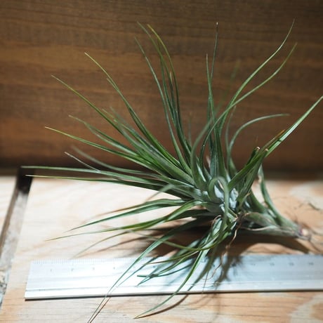 チランジア ／ テヌイフォリア アメシスト L　(T.tenuifolia var. amethyst)　＊A01/Feb20
