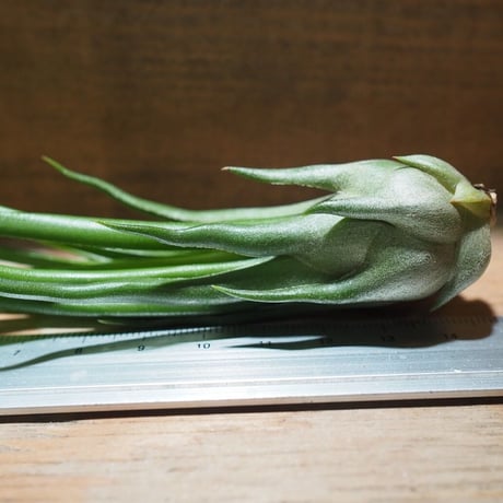 チランジア ／ ブルボーサ × イオナンタ フェーゴ　(T.bulbosa × T.ionantha 'Fuego') ★タイ農場　＊A01/Nov20