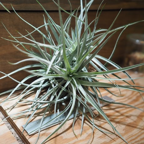 チランジア ／ レクルヴィフォリア × ガルドネリー　(T.recurvifolia × T.gardneri)　＊A01/Apr17