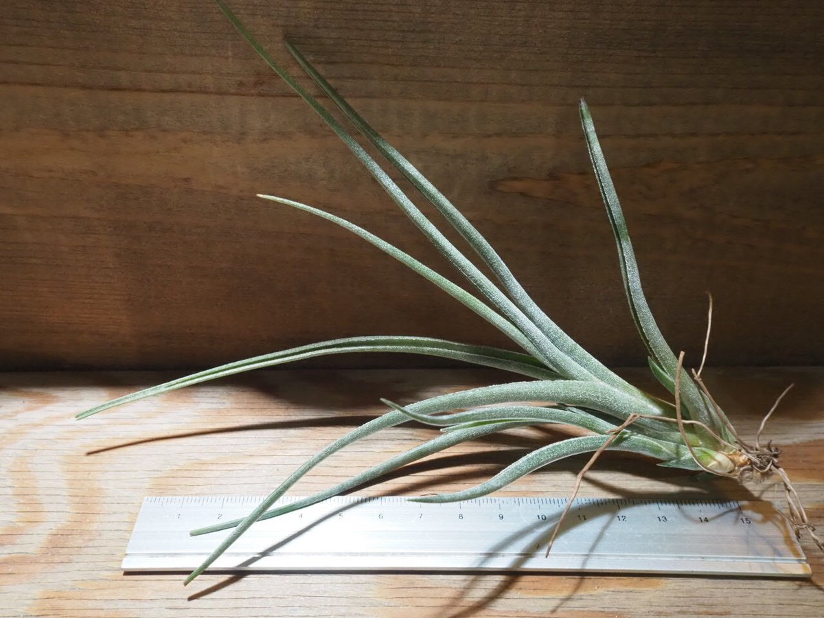 チランジア ／ ベイレイ (T.baileyi) ☆AB01/Jul30 | 常葉植物園 To