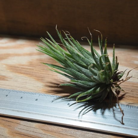 チランジア ／ イオナンタ ヘーゼルナッツ　(T.ionantha 'Hezel Nut')　★EF01/Feb05-01