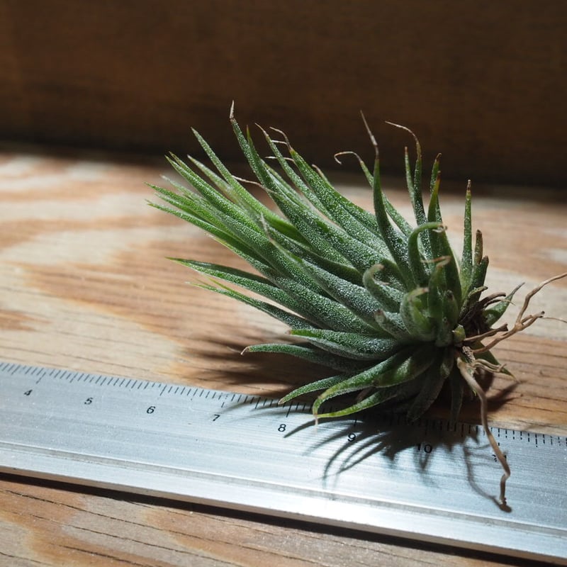 チランジア ／ イオナンタ ヘーゼルナッツ (T.ionantha 'Hezel