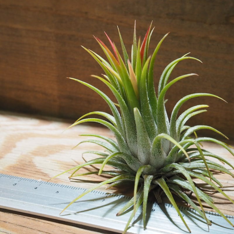 【まぁ様確認用】　イオナンタ ストリクタ シーディアナ × イオナンタストリクタ 08号 | air-plants TENGU-DO