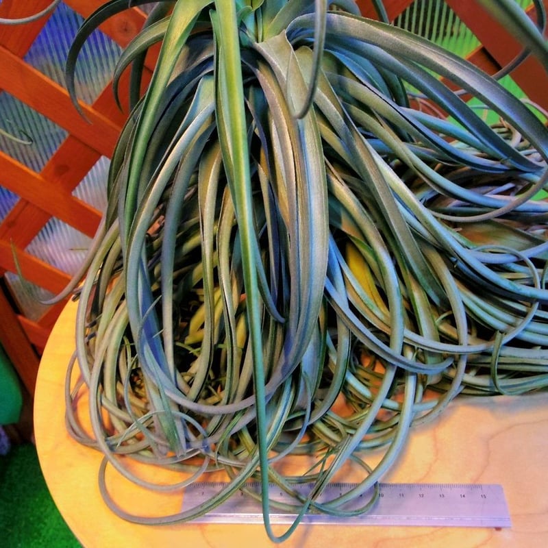 チランジア ／ ライラックスパイアー (T.'Lilac Spire') ☆12/12企画 |