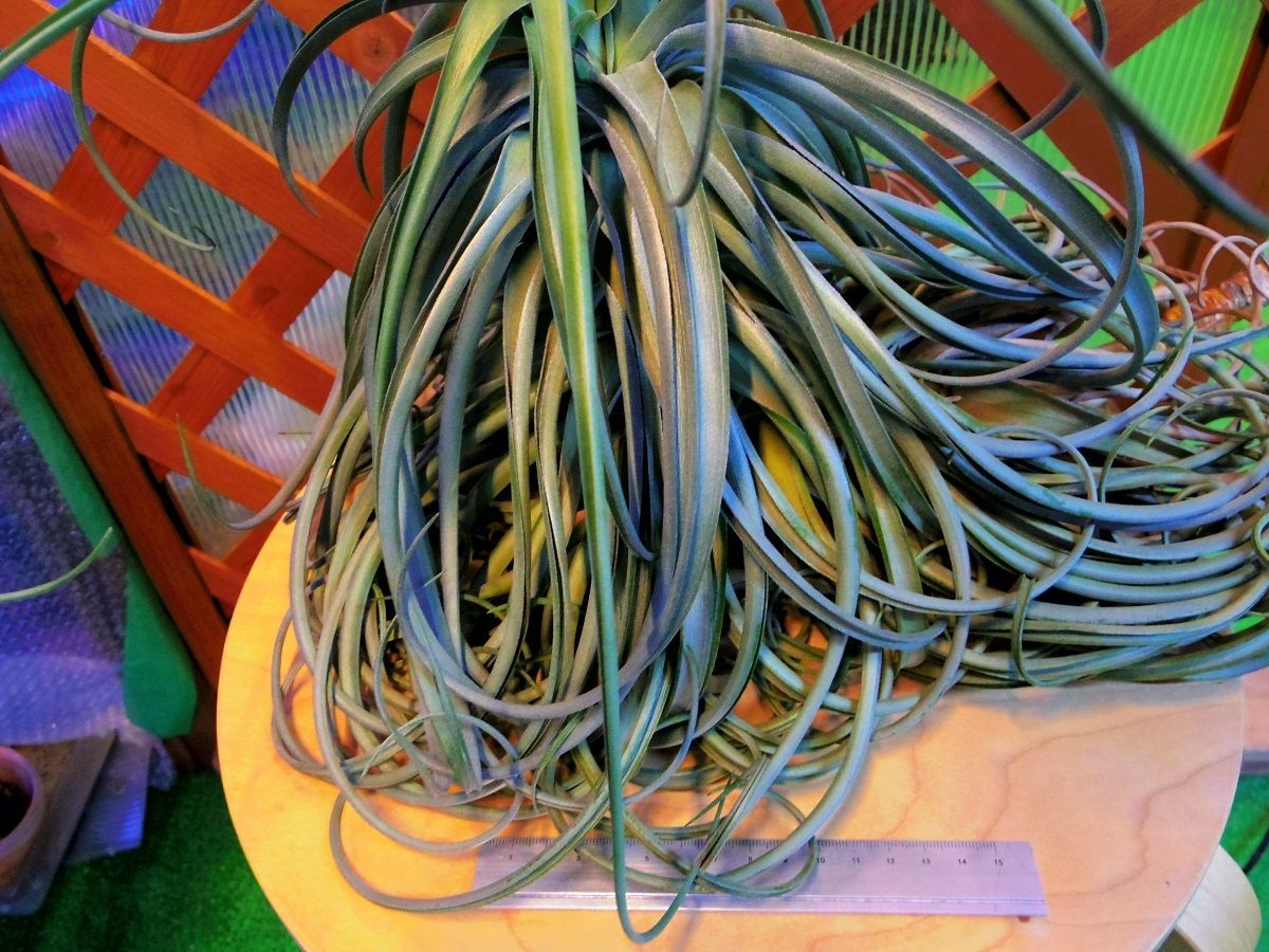 チランジア　ライラックスパイア　Tillandsia Lilac Spire チランジア・ライラックスパイアー Tillandsia Lilac Spire (T