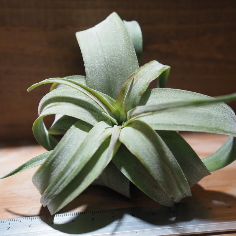 T*a様 チランジア　プリンゲリxストレプトフィラ Frontier Plants】オンラインストア11月9日販売予定約20種類の価格と