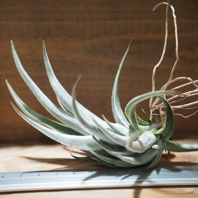 【新種記載中】T. aff. xiphioides T'S TROPICALS 新種記載中】T. aff. xiphioides T'S TROPICALS