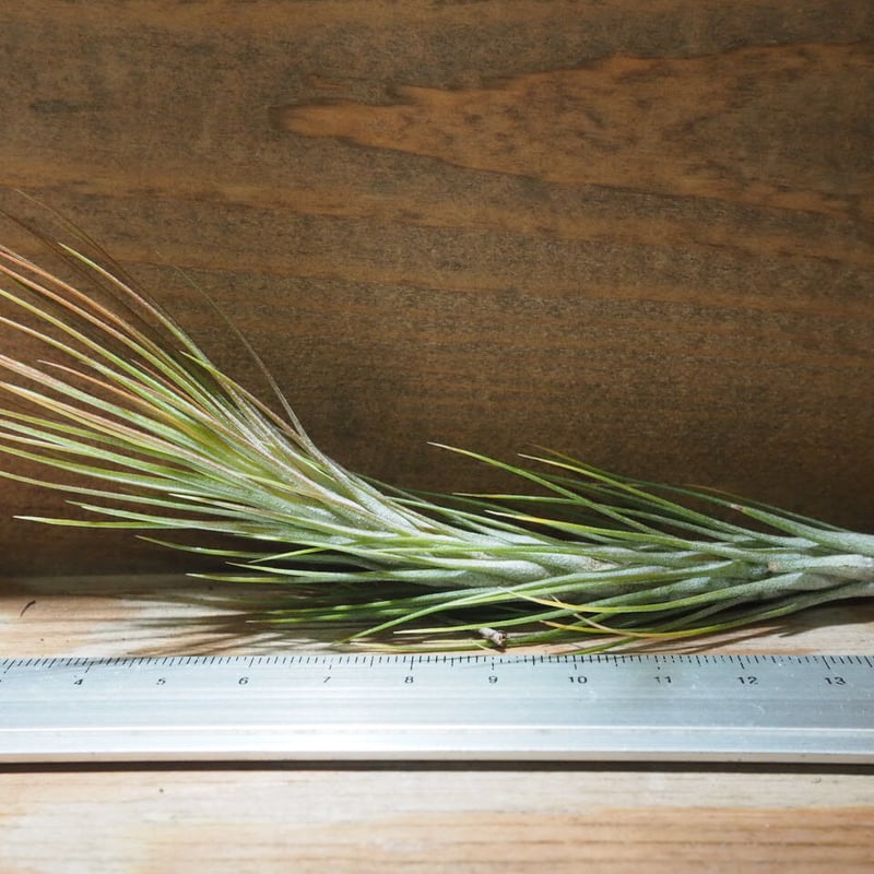 チランジア ／ フンキアナ クローズフォーム (T.funckiana 'closed for