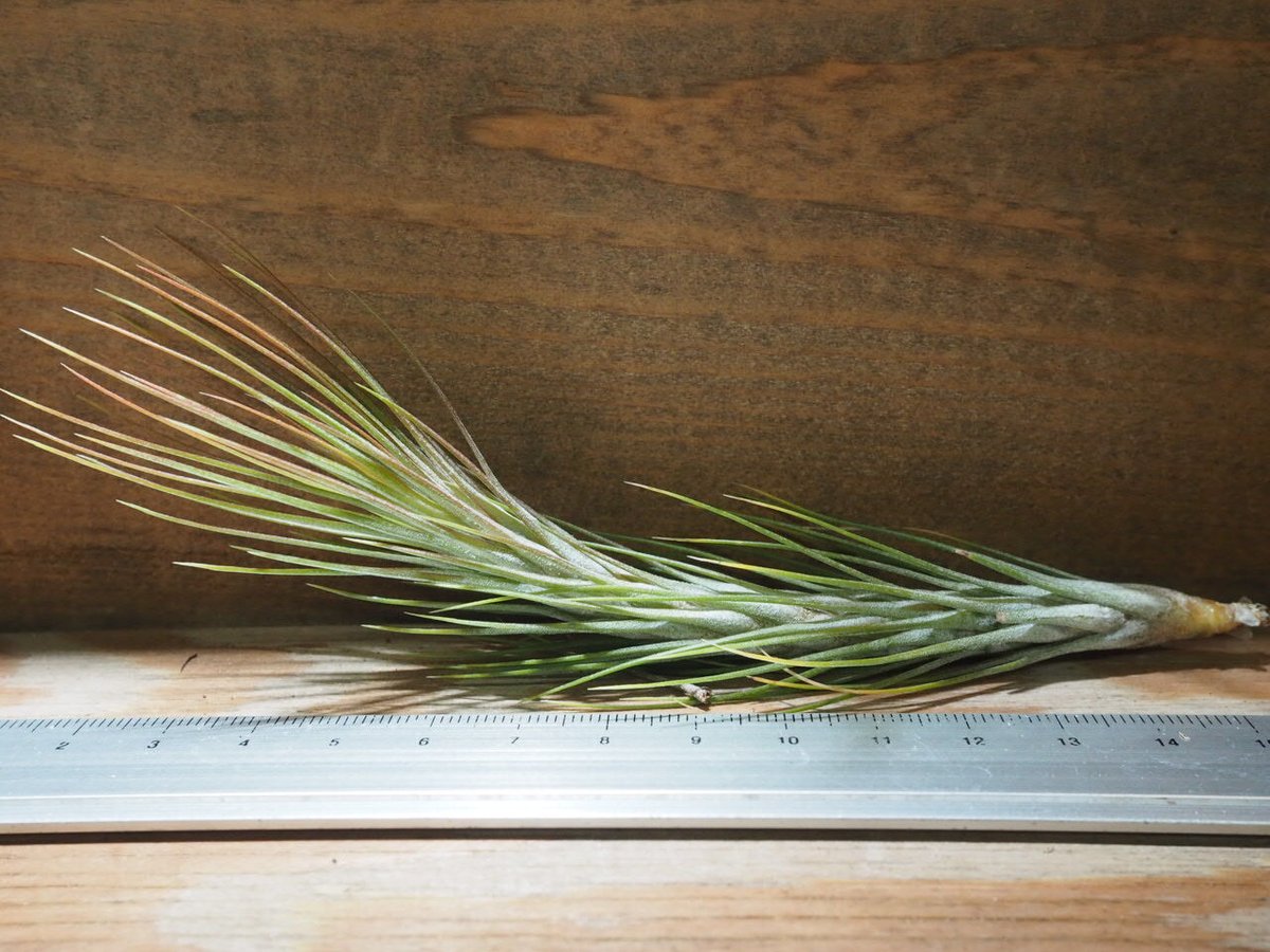 横*平様 チランジアフンキアナ チランジア・フンキアナ | NINA