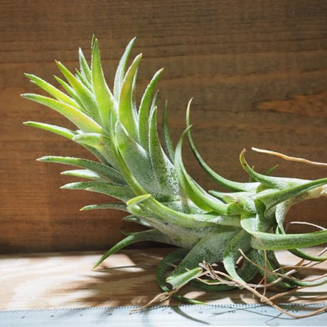 チランジア ／ イオナンタ ヴァンハイニンギー L　(T.ionantha var. vanhyningii)　★EF01/Feb05
