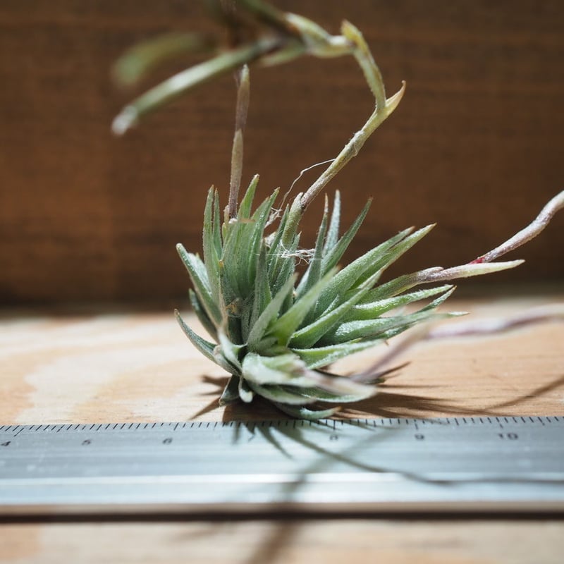 Tillandsia loliacea Argentina wild 速達発送 Tillandsia loliacea Argentina wild 速達発送