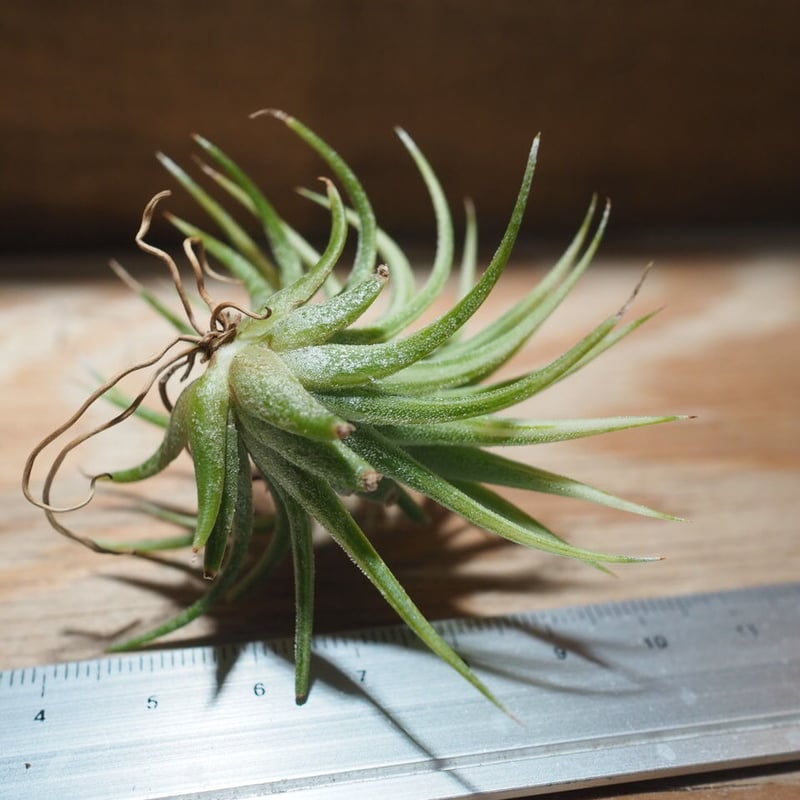 チランジア ／ イオナンタ アルボマージナータ (T.ionantha 'Albo-Margi