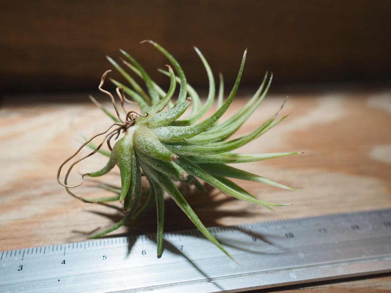 T. ionantha 'Albo-marginata'(アルボマージナータ) チランジア ／ イオナンタ アルボマージナータ (T.ionantha 'Albo-Margi