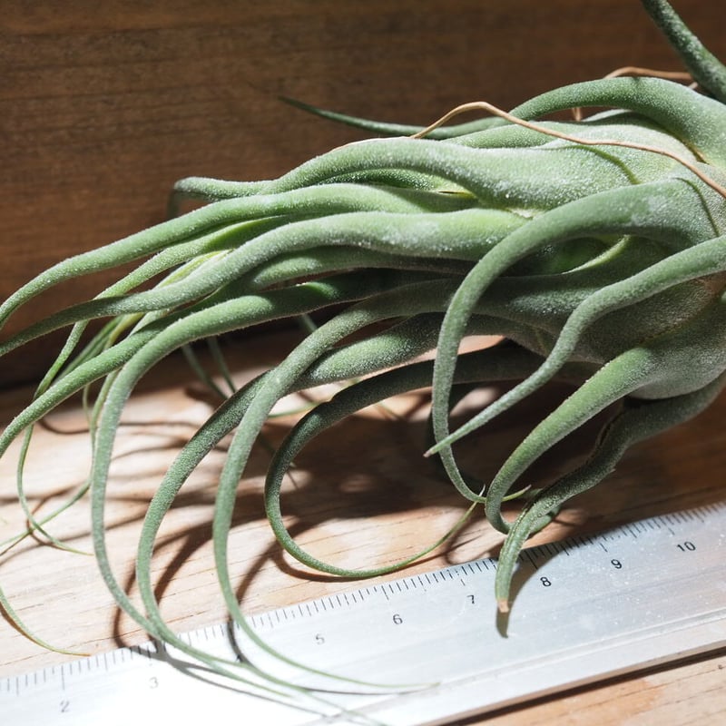 チランジア セレリアナ ミニパープル Tillandsia ティランジア fit=scale-down,w=1200