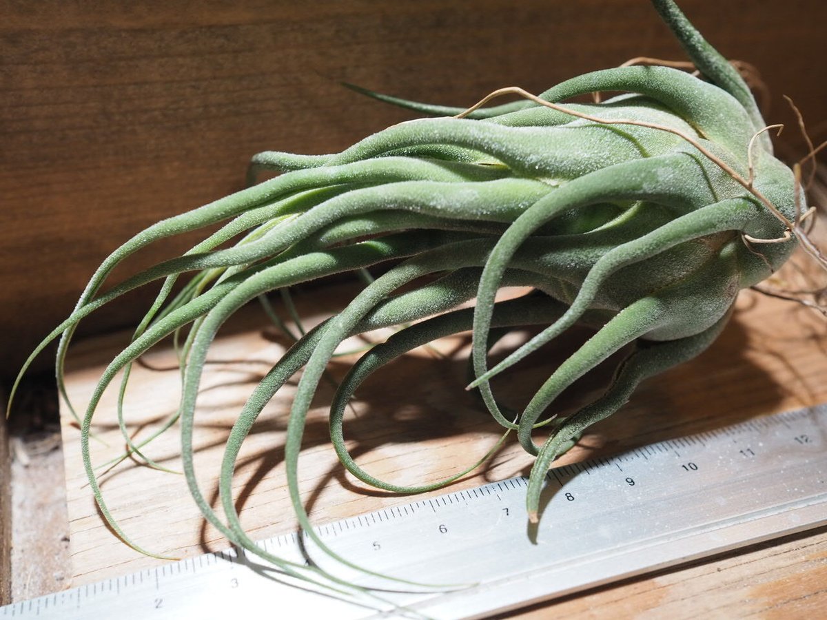 チランジア ／ セレリアナ ミニパープル (T.seleriana 'Mini Purple'