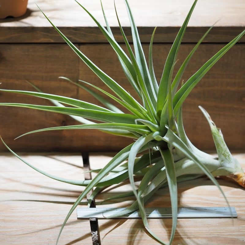 チランジア ／ ラティフォリア メジャー XL (T.latifolia var. majo