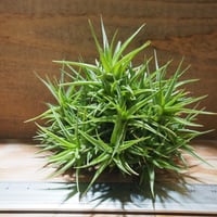 チランジア ／ イオナンタ ファットボーイ (T.ionantha 'Fat Boy') ☆E