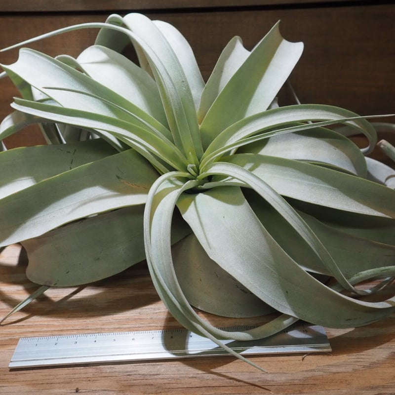 Tillandsia Centrair sky leaf キセログラフィカ 子株