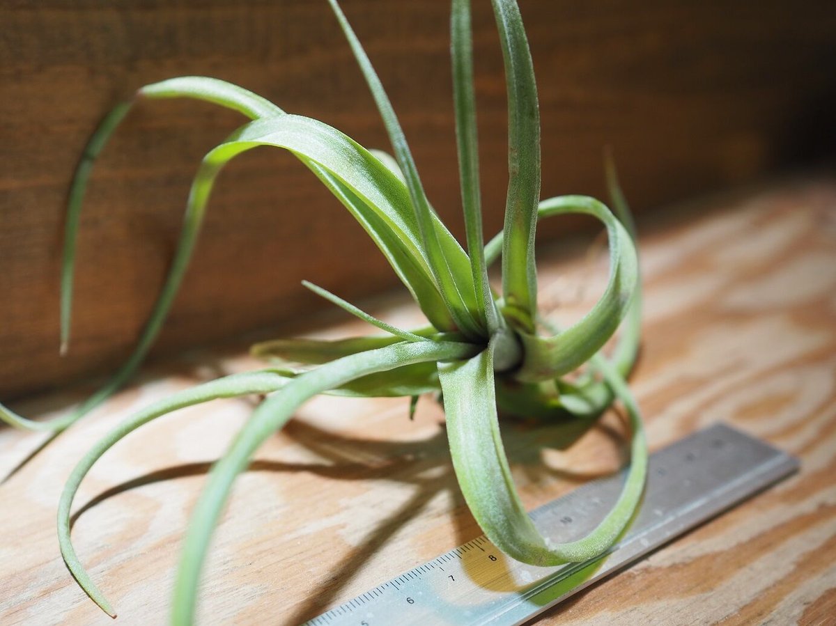 チランジア ／ カーリースリム (T.'Curly Slim') ＊A01/Oct13-02