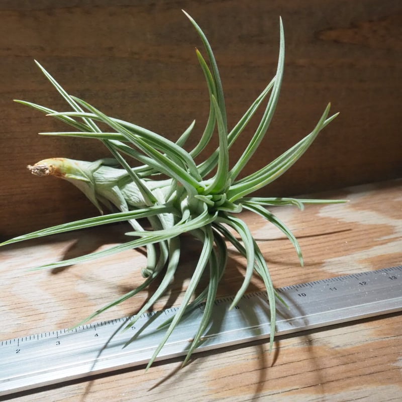 R*o様 チランジアハイブリッド