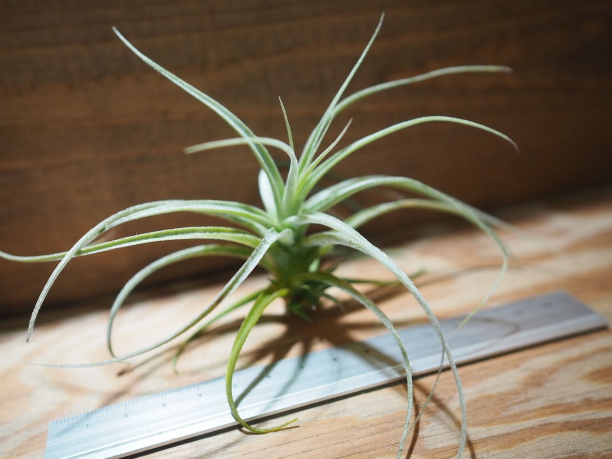 チランジア ／ ストラミネア ブッシュ S (T.straminea 'Bush') ＊A01