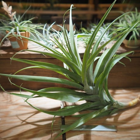 チランジア ／ ラティフォリア アナコンダ XXL　(T.latifolia 'Anaconda')　＊A01/Feb27