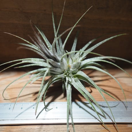 チランジア ／ イオナンタ ゼブリナ　(T.ionantha 'Zebrina')　＊A01/Jul05