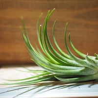 チランジア ／ イオナンタ マキシマ アルビノ (T.ionantha var. maxima