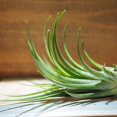 チランジア ／ イオナンタ × プルイノーサ　(T.ionantha × T.pruinosa) ★タイ農場　＊A01/Nov20
