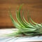 チランジア ／ イオナンタ × プルイノーサ　(T.ionantha × T.pruinosa) ★タイ農場　＊A01/Nov20