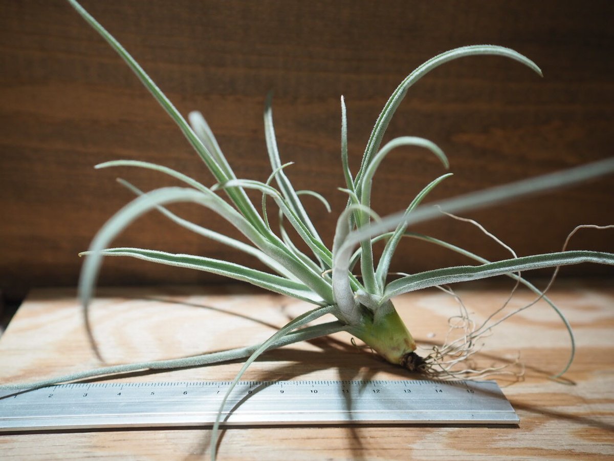 チランジア ／ ストレプトカルパ シックリーフ (T.streptocarpa 'Thick