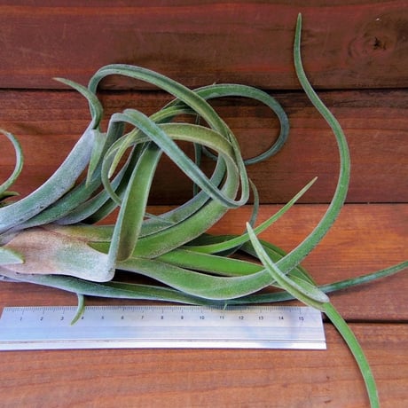 チランジア ／ ストレプトフィラ × ファシクラータ　(T.streptophylla × T.fasciculata)