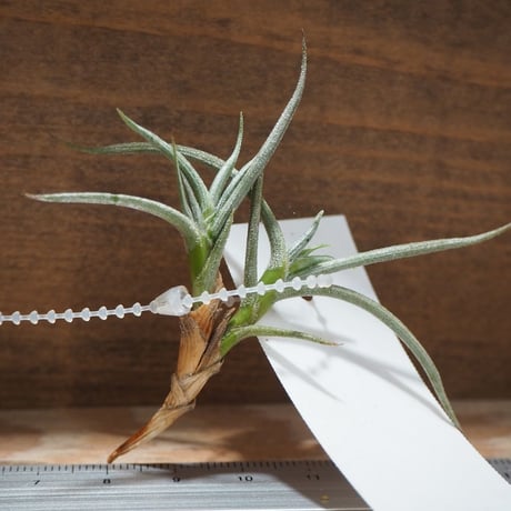 CATEGORY エアプランツ（チランジア） 希少種 | 常葉植物園