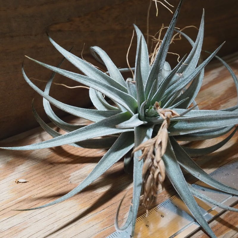 チランジア ／ ディディスティカ (T.didisticha) ☆AB01/Feb05 | 常