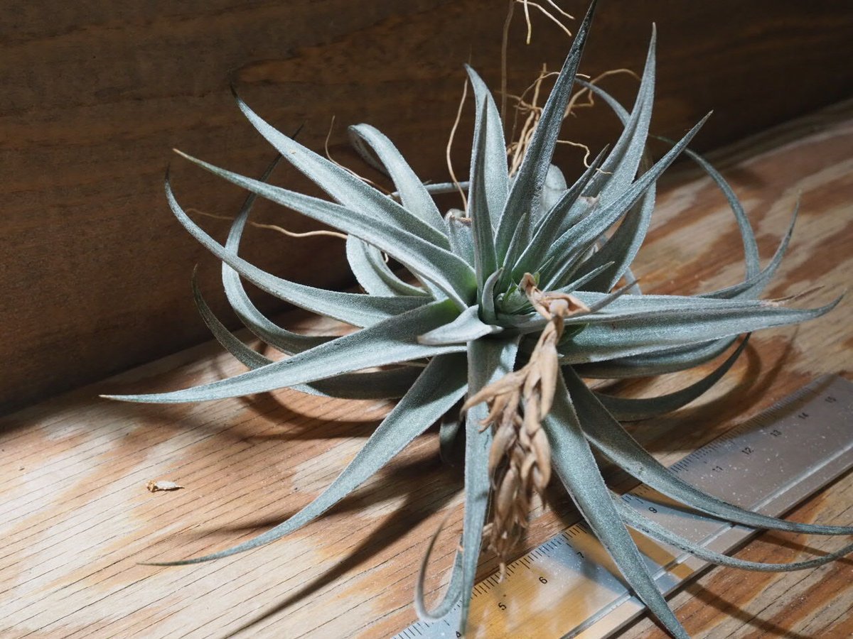 チランジア ／ ディディスティカ (T.didisticha) ☆AB01/Feb05 | 常