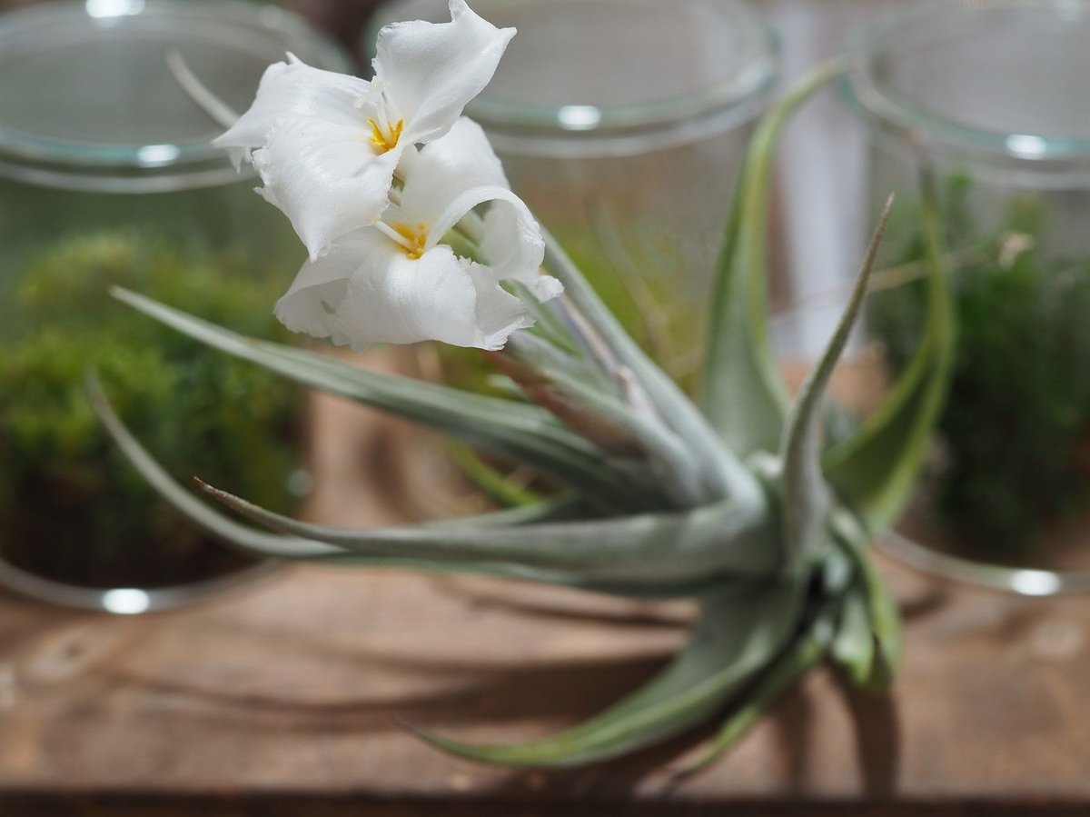 【新種記載中】T. aff. xiphioides T'S TROPICALS 新種記載中】T. aff. xiphioides T'S TROPICALS